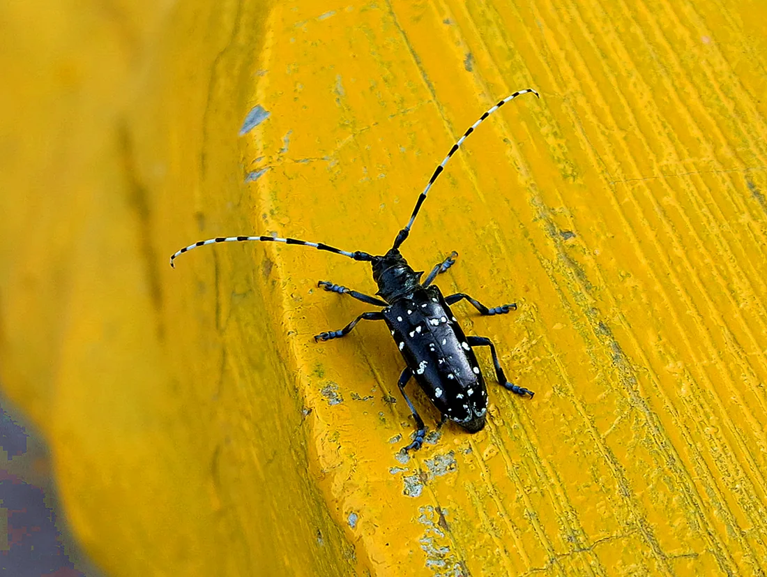 Anoplophora chinensis ergininin beyaz benekli siyah gövdesi ve uzun antenleri